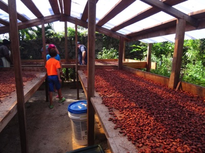 Drying the cocoa beans Drying the cocoa beans